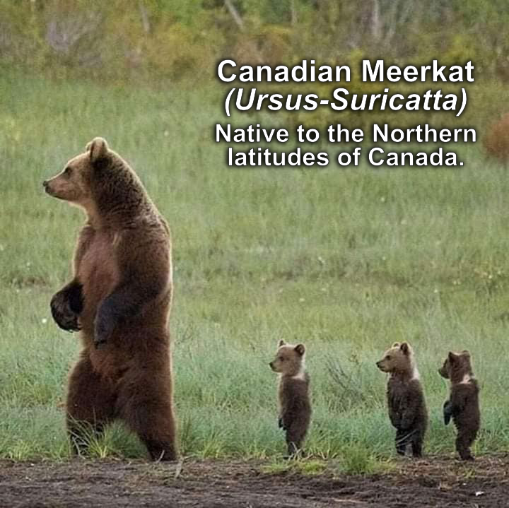 Mother bear and three cubs standing on back legs like meerkats, caption reads "Canadian Meerkat(Ursis-Surricatta) Native to North America.